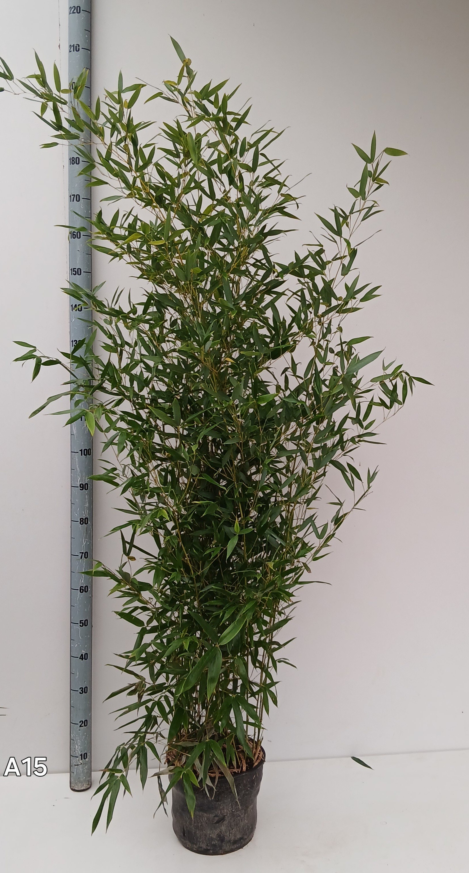 Phyllostachys aurea, D 28