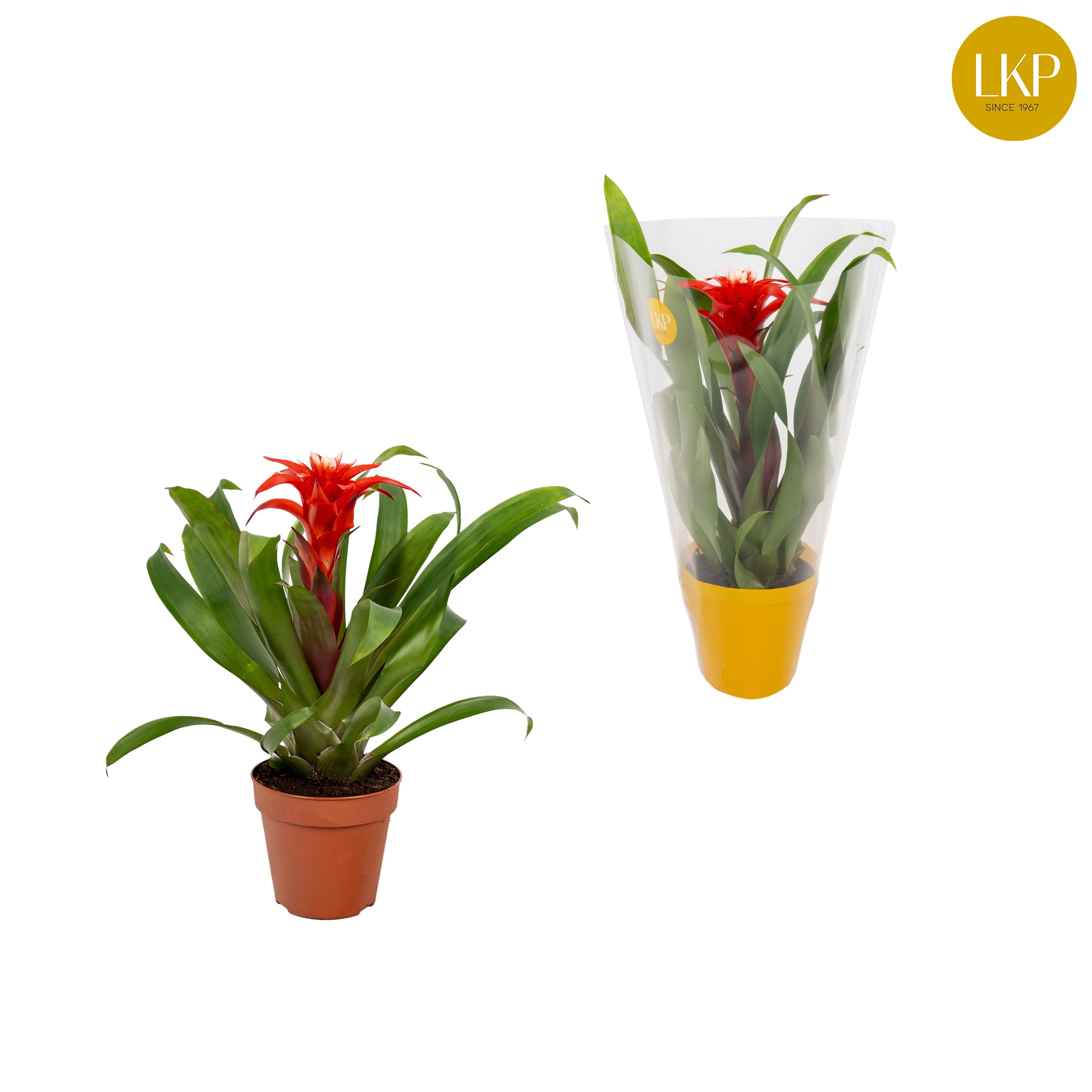 Guzmania Confetti Rood (Met Hoes), D 10,5