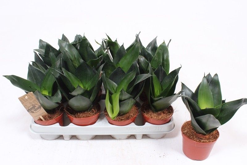 Sansevieria Jade Hahni, D 9