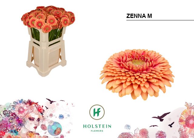 Гермини Помпон Зенна М, шт.