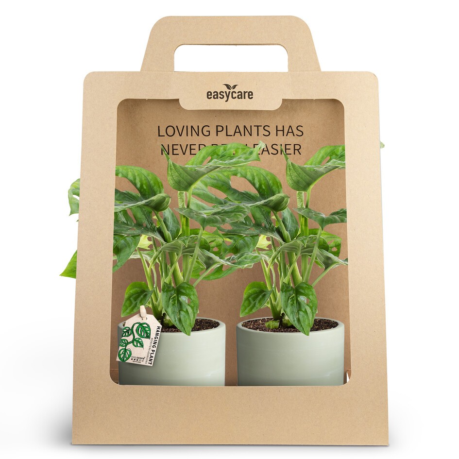 2-Pack Woodbase Green, Monstera, D 10