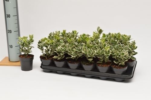 Euonymus jap. Kathy, D 9