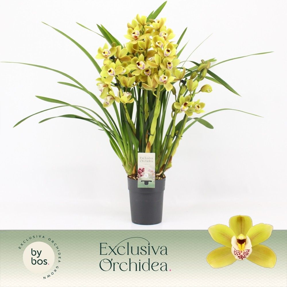 Cymbidium, Anna 5-spike P14 'Exclusiva Orchidea', D 14