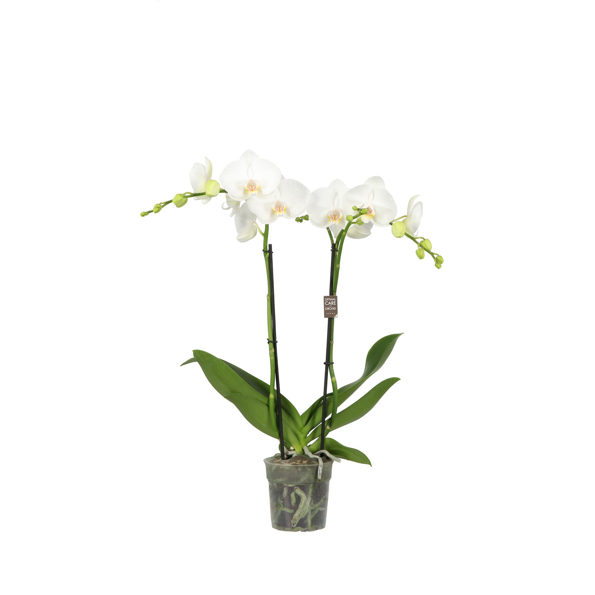 Funda P12 Mozart 2 spike 50 cm, D 12