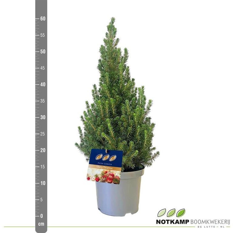 Picea gl. 'Conica' 40-50 cm Zilver ( 50-60 cm ), D 19 cm