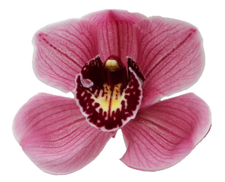 Цимбидиум Джаннет x12 50, шт.