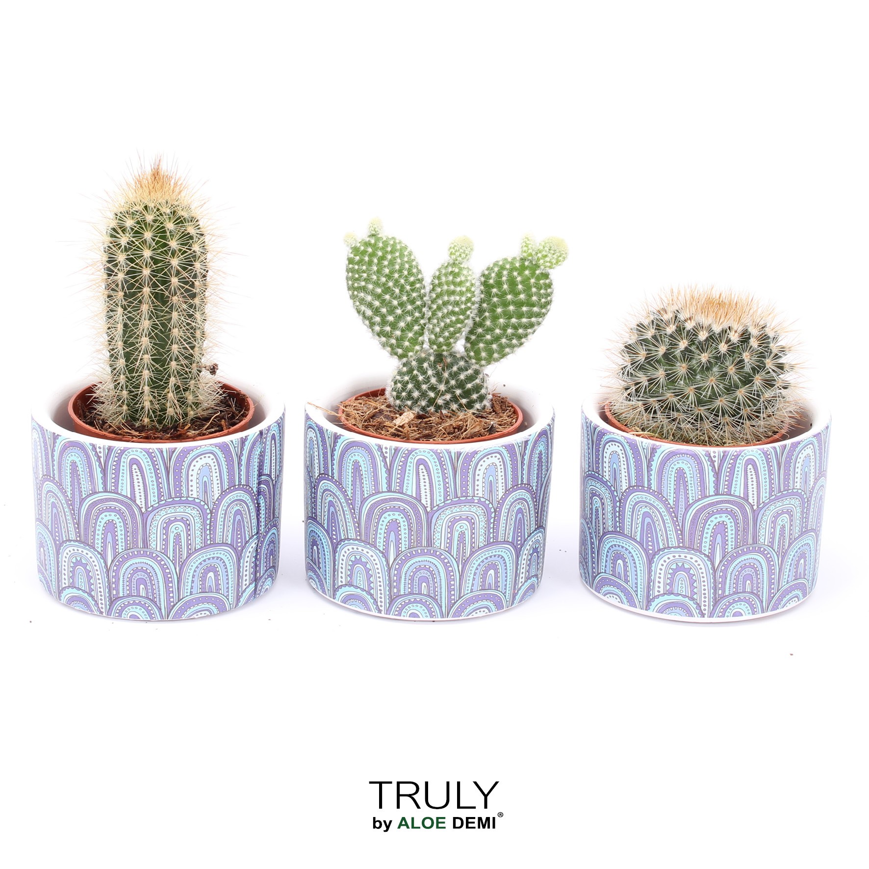 TRULY Cactus, Wave, D 7
