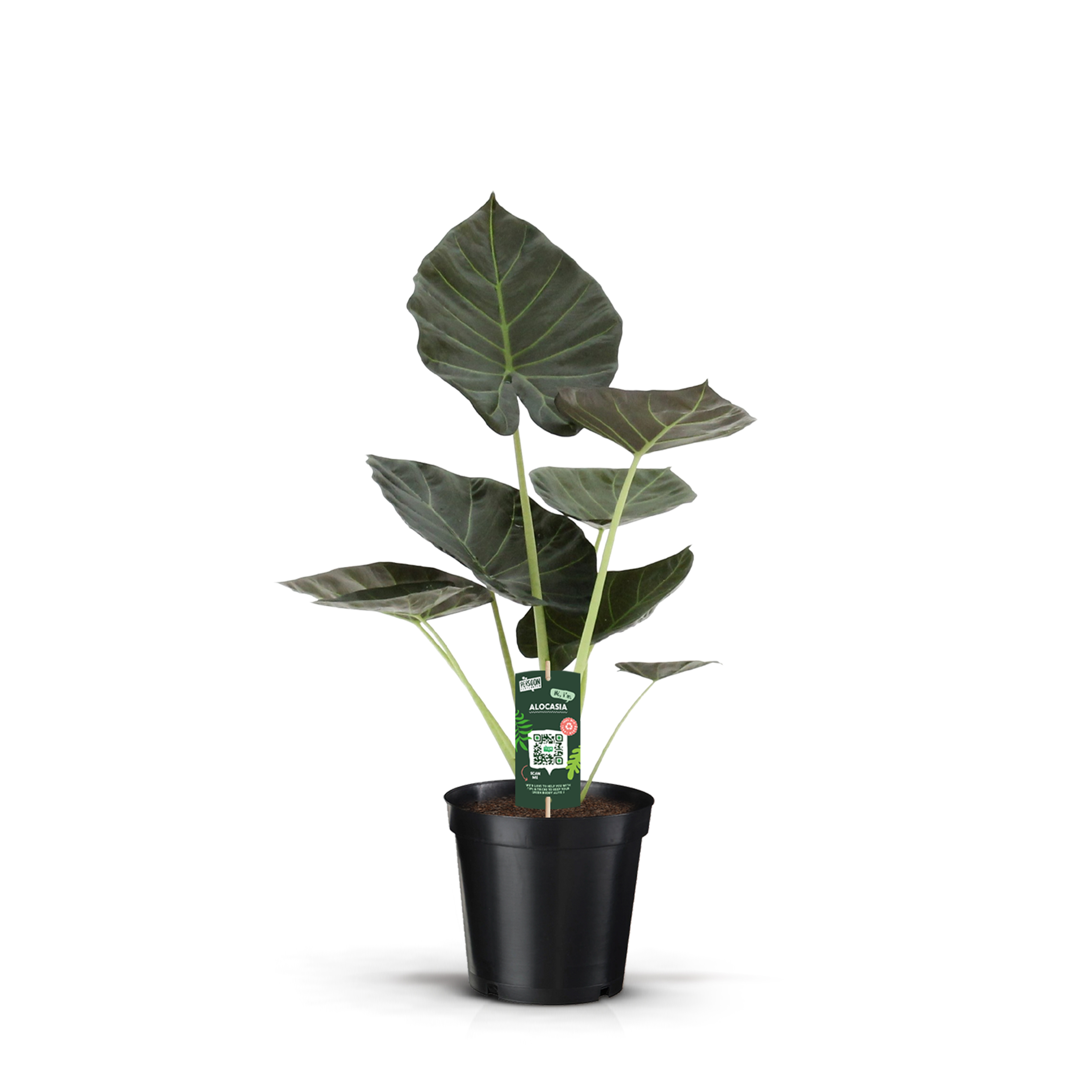 Alocasia Regal Shields, D 19