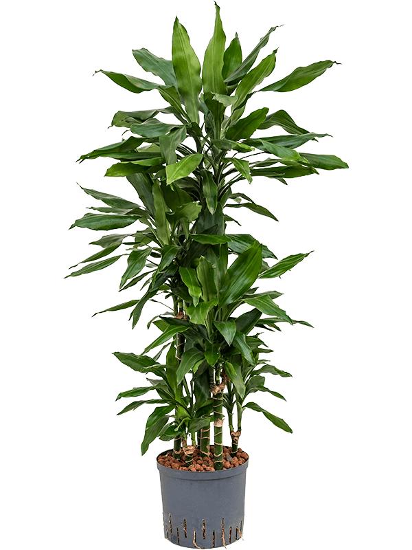Dracaena fragrans 'Janet Lind', D 22