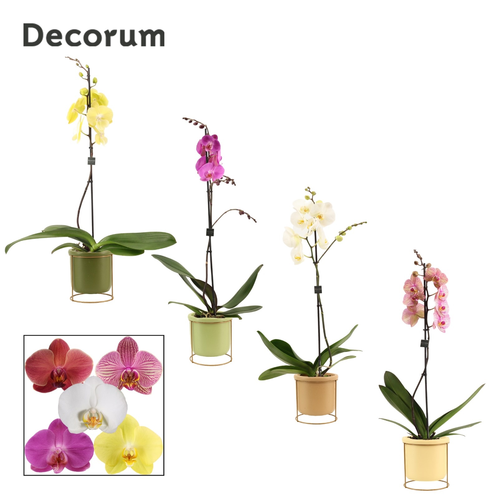 Phalaenopsis 1 tak 9+ mix in Lynn (Silent moods-collection), D 12 cm