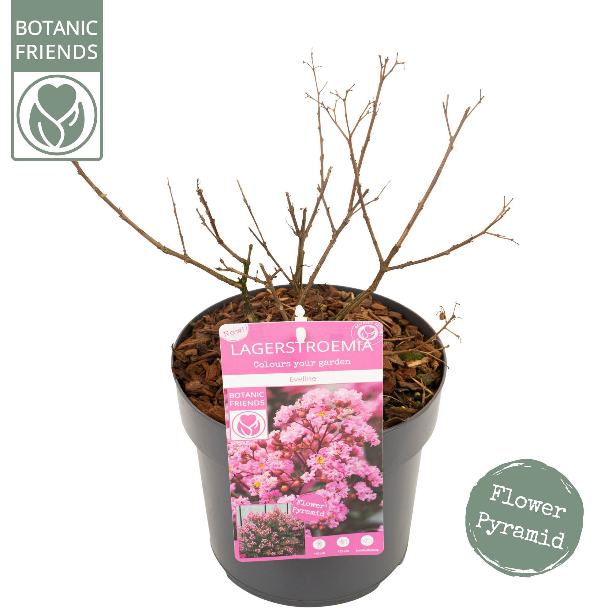 Lagerstroemia ind. 'Eveline', D 19