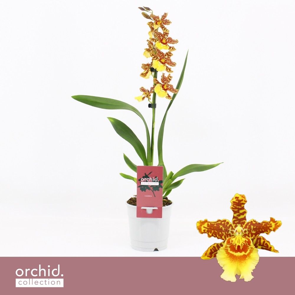 Cambria, Golden Tiger 1-spike 'Orchid Collection', D 12