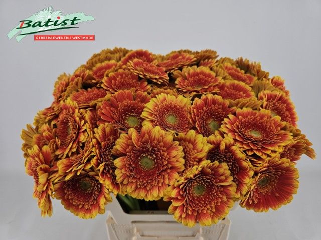 Гермини Фрэнки, шт.