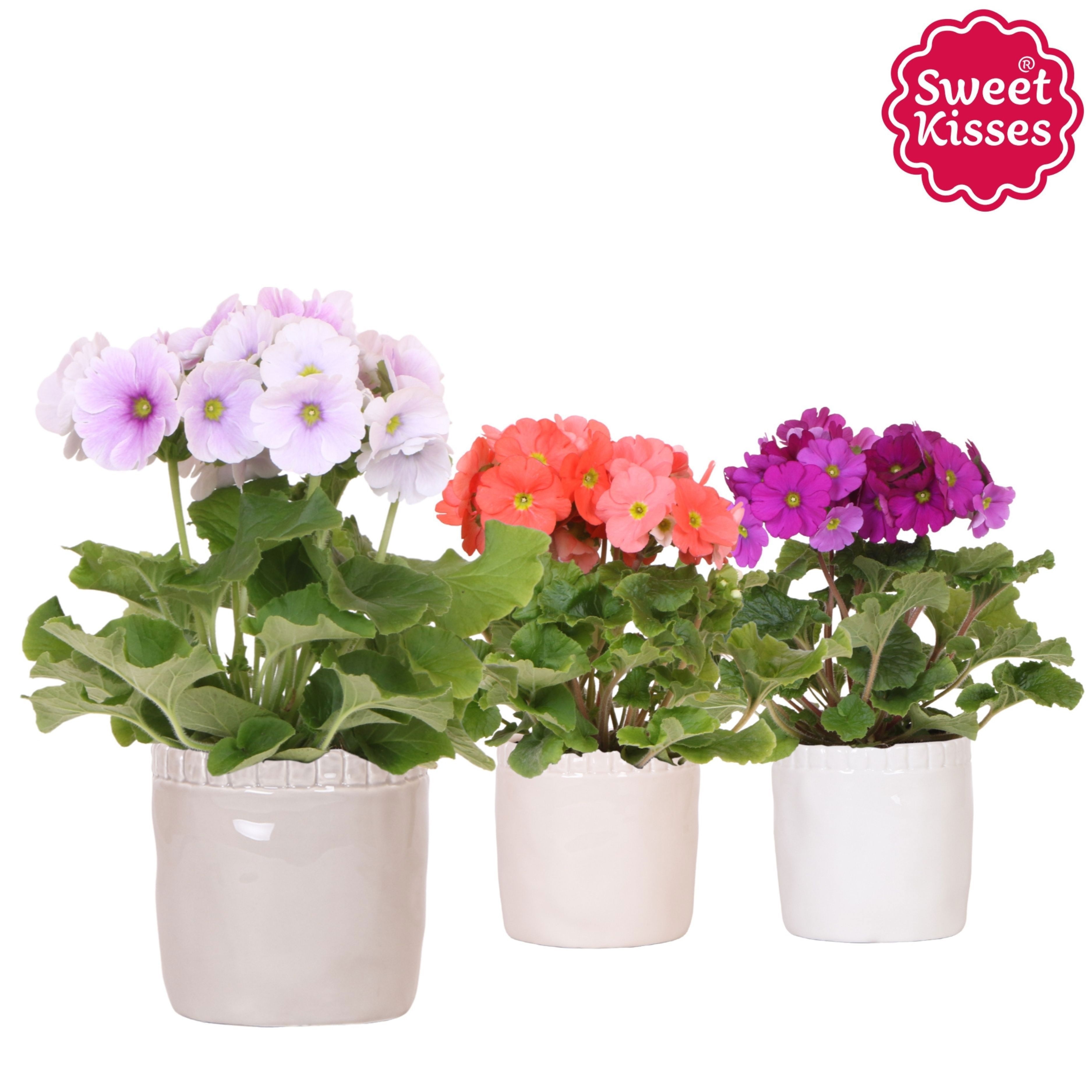 Primula Obconica Sweet Kisses mix in Stones pot mix, D 12