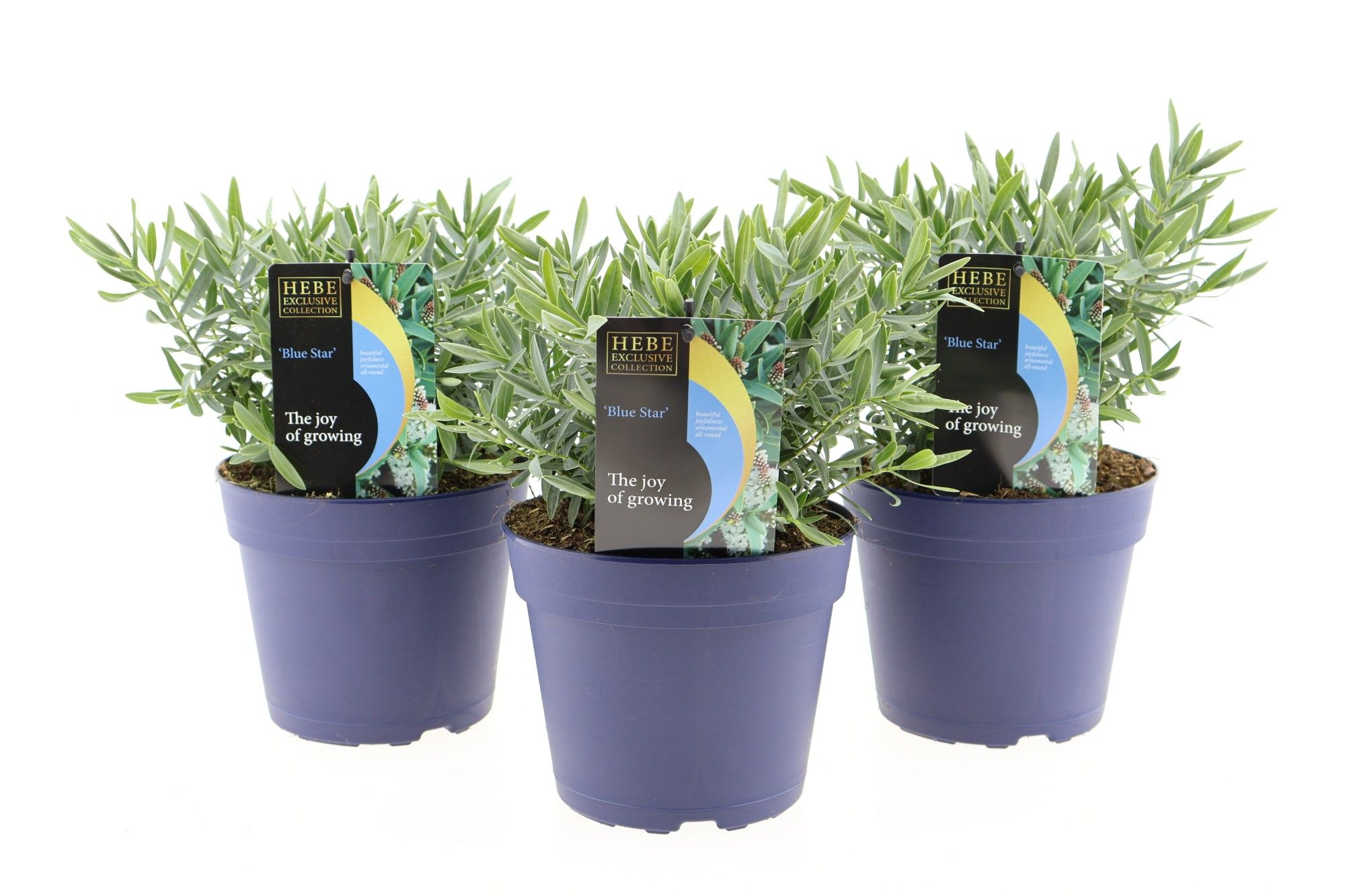 Hebe Blue Star, D 17