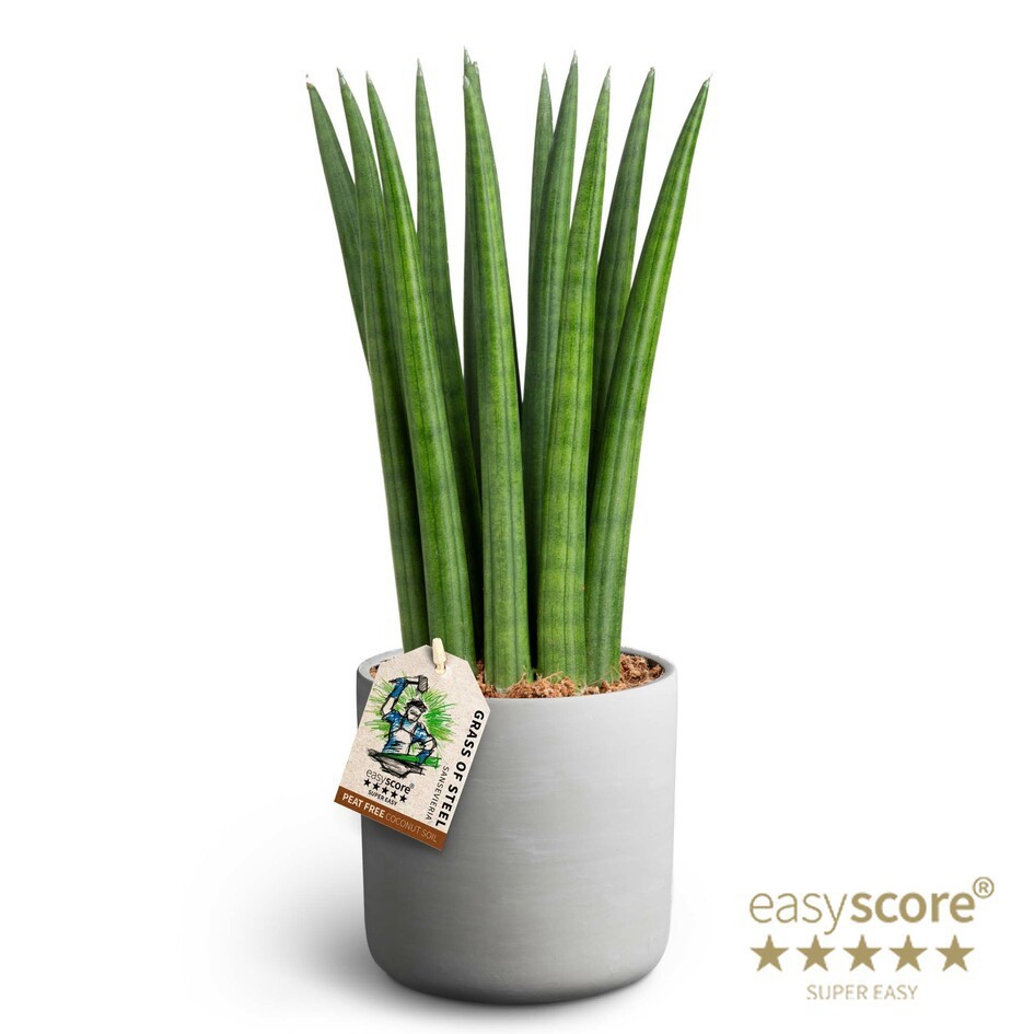 Raw Grey, Sansevieria ´Straight´, D 12