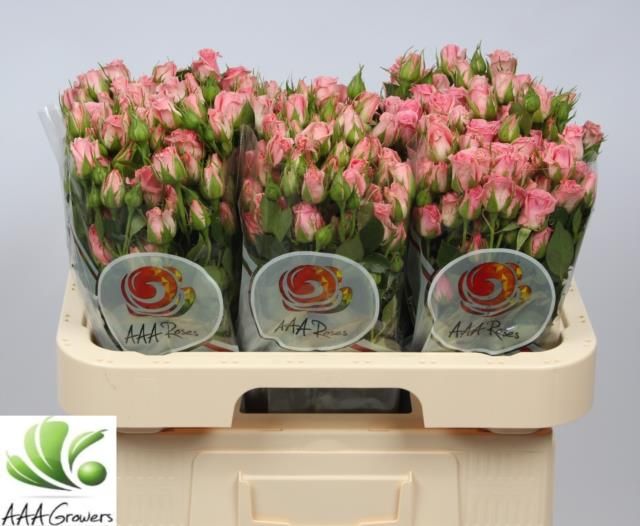 Роза куст. Одилия 60, шт.