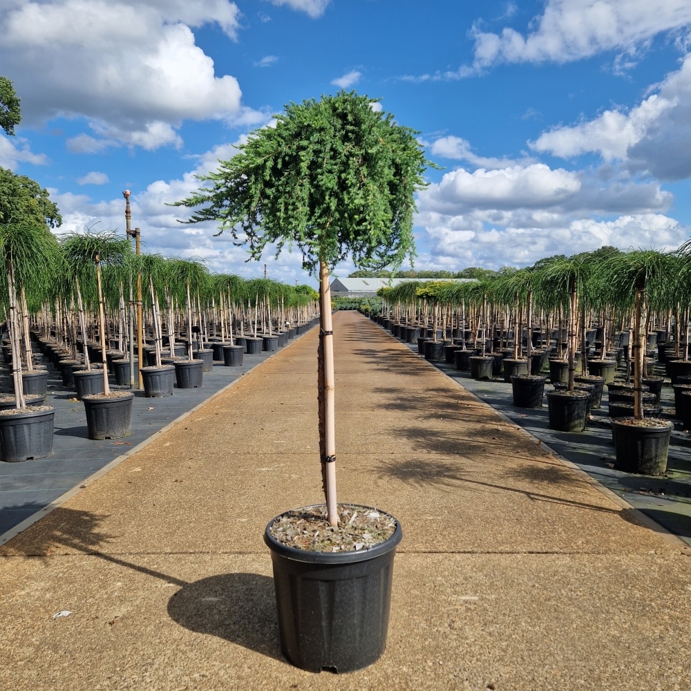 Juniperus comm. 'Green Mantle', D 31 cm