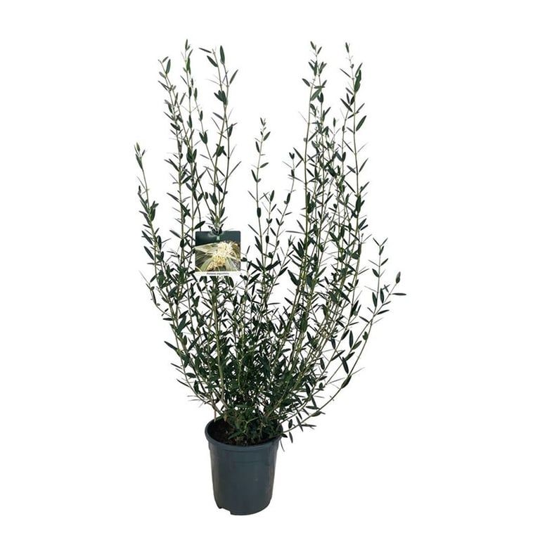 Phillyrea angustifolia, D 24