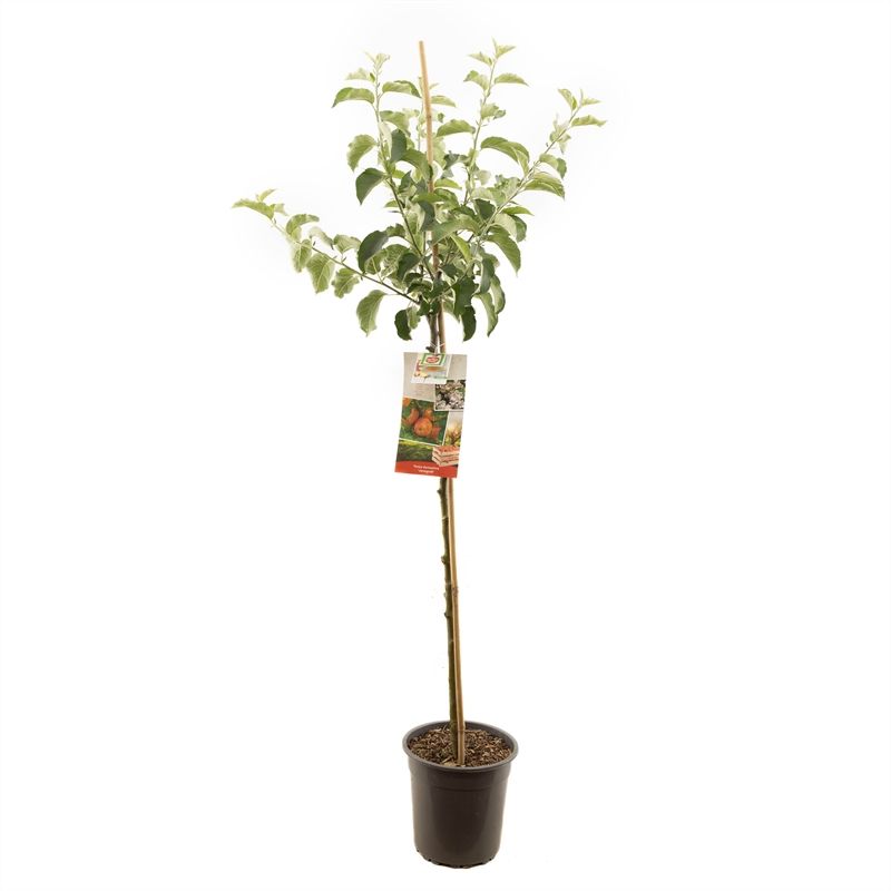 Malus dom. Jonagold halfstam Rode handappel, D 27