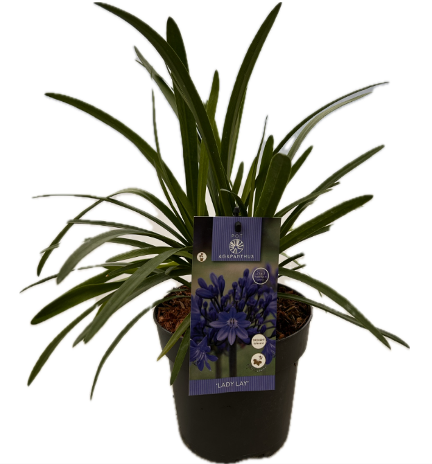 Agapanthus 'Lady Lay' P17 EVERGREEN, D 17