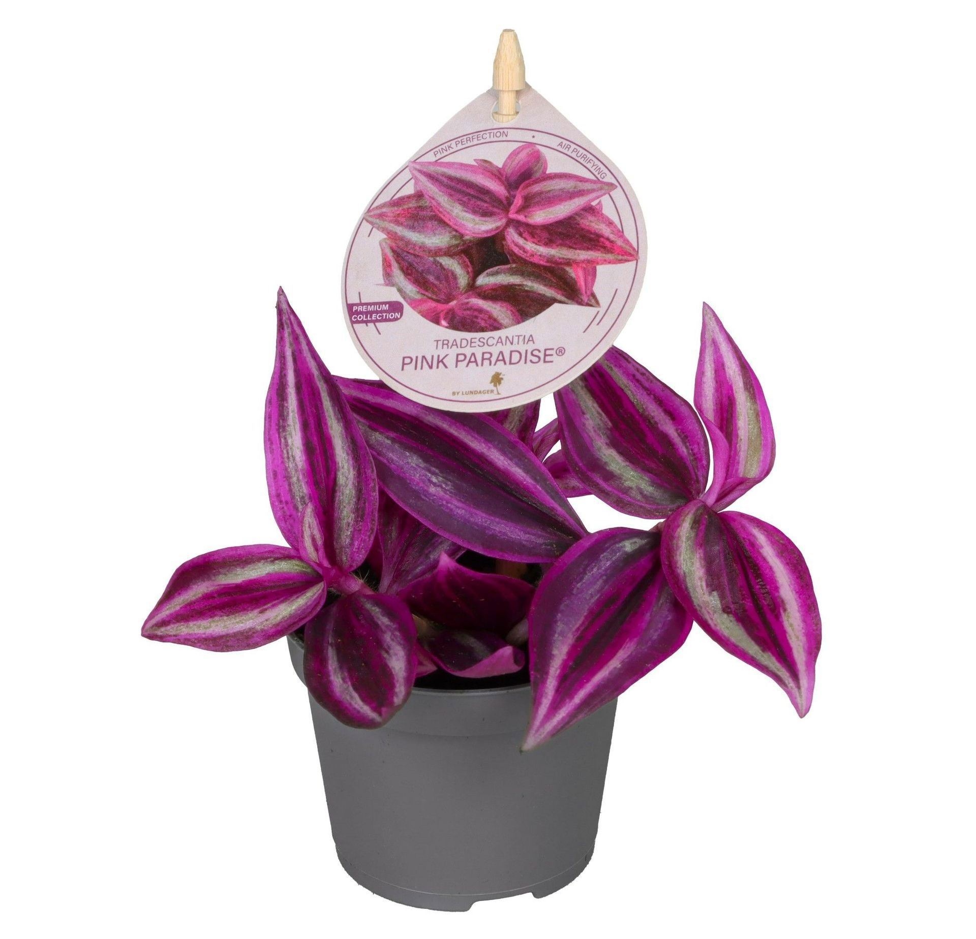 Tradescantia Pink Paradise BL1� 6 cm, D 6