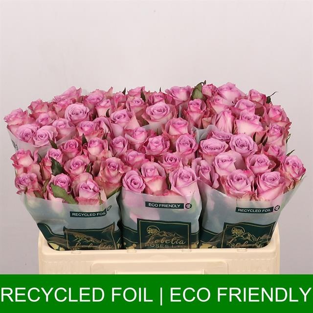 Роза од. Триллер 50, шт.