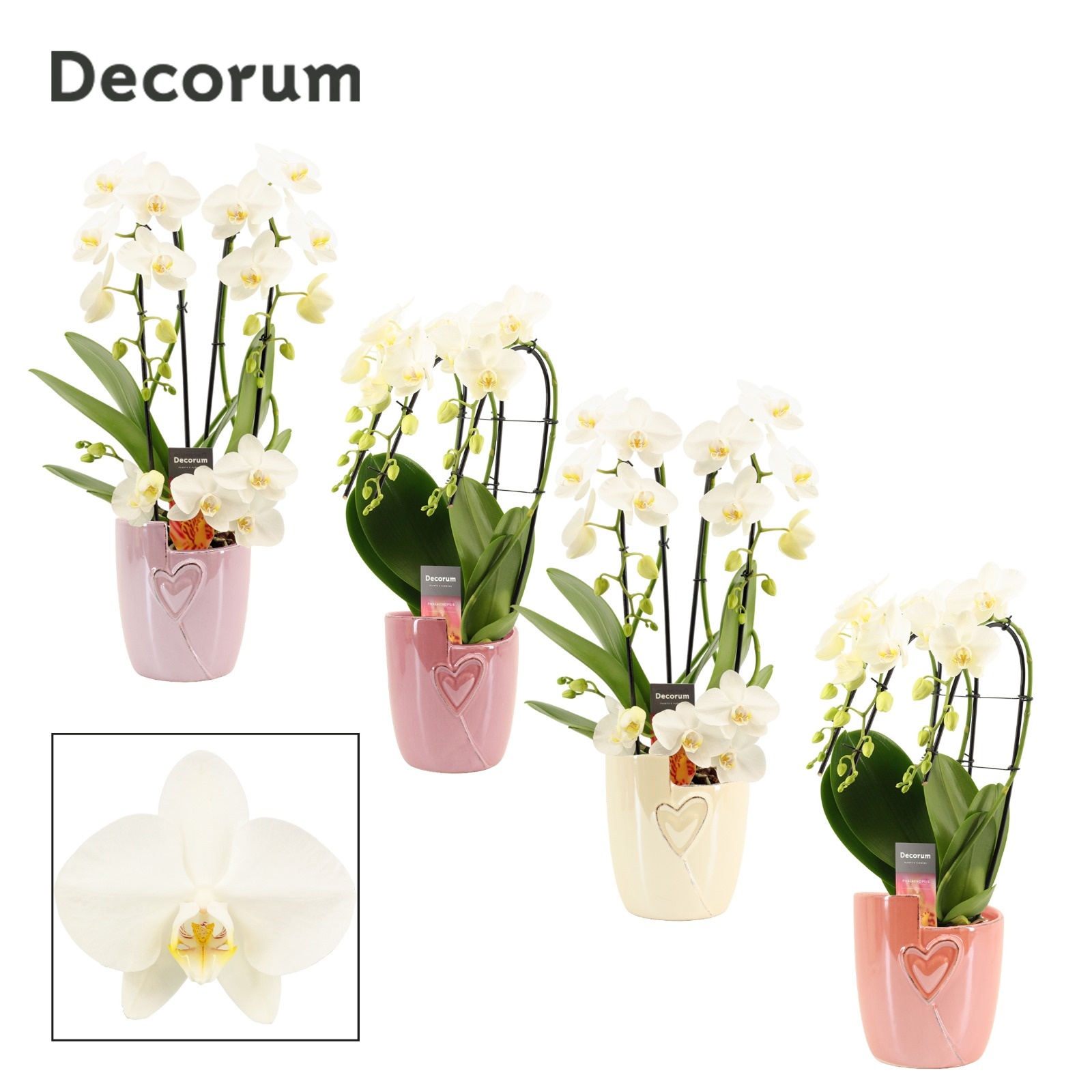 Phalaenopsis vormen mix 3 tak wit in Joa (Special moods-collect), D 12