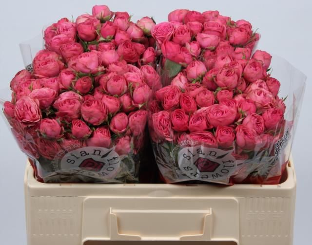 Роза куст. Гранд Трендсеттер 50, шт.