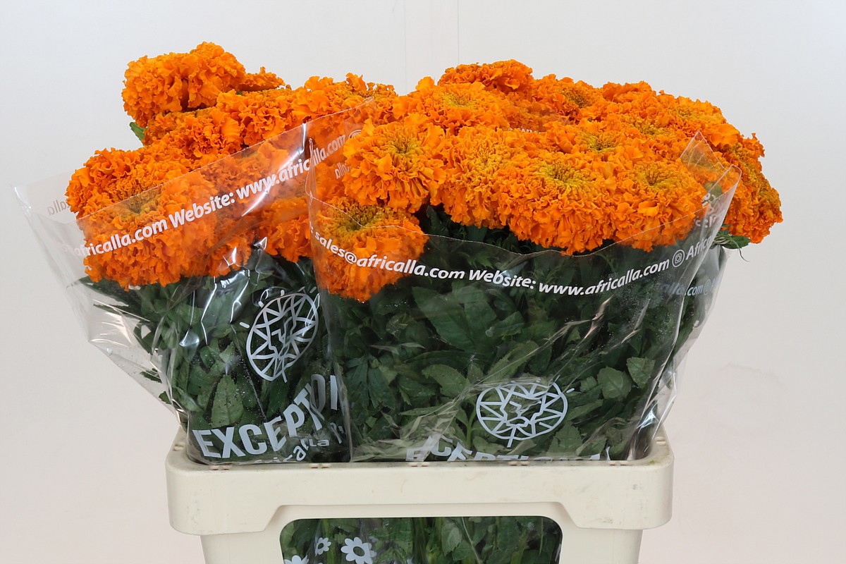 Тагетис Промис Оранж 60 (оранж.), шт.