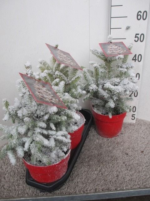 Picea Super Blue 40 cm P19 sneeuw, D 19