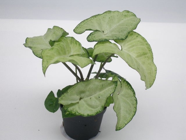 SYNGONIUM PODOPHYLLUM 'WHITE BUTTERFLY', D 6 cm