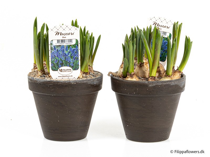 MUSCARI ARMENIACUM, D 12