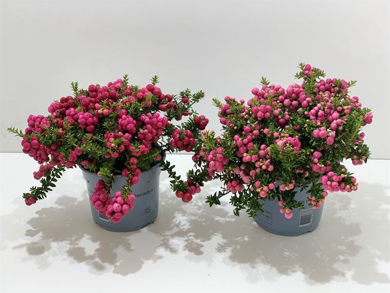 Gaultheria mucronata Gemengd laag, D 17 cm