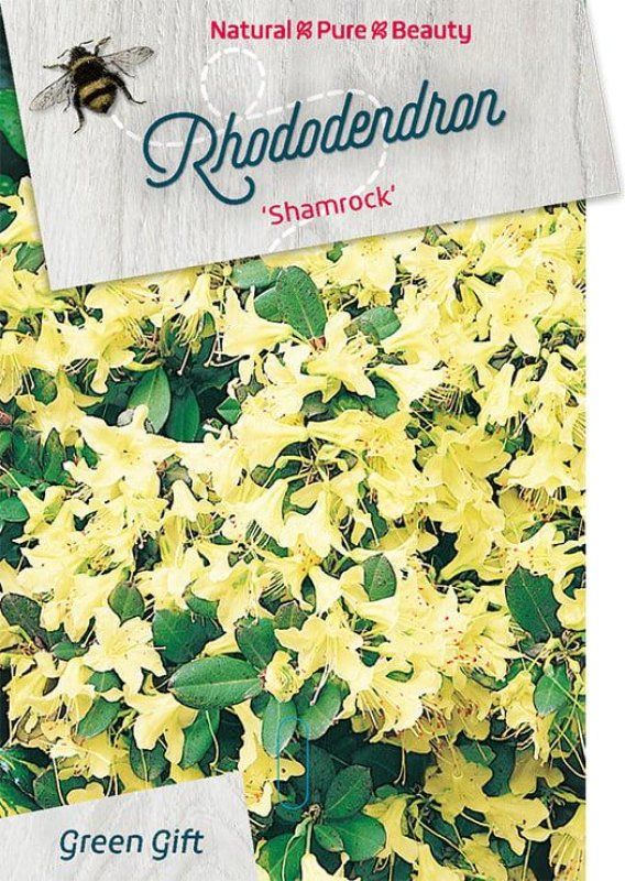 Rhododendron 'Shamrock', D 29