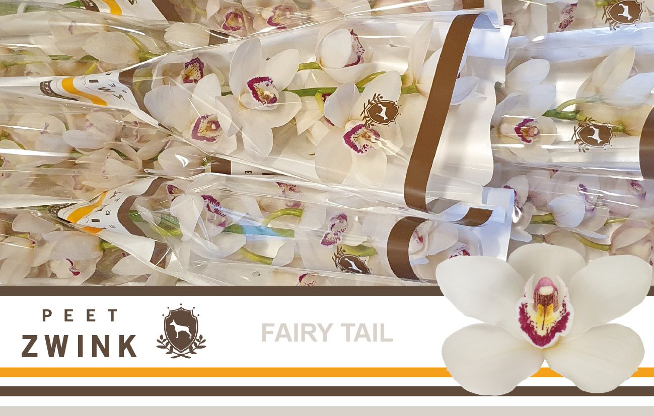 Цимбидиум Фэри Тэйл x9 60, шт.