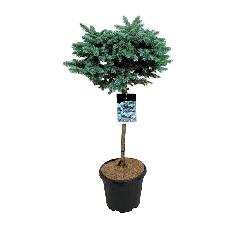 Picea pung. 'Glauca Globosa', D 32 cm