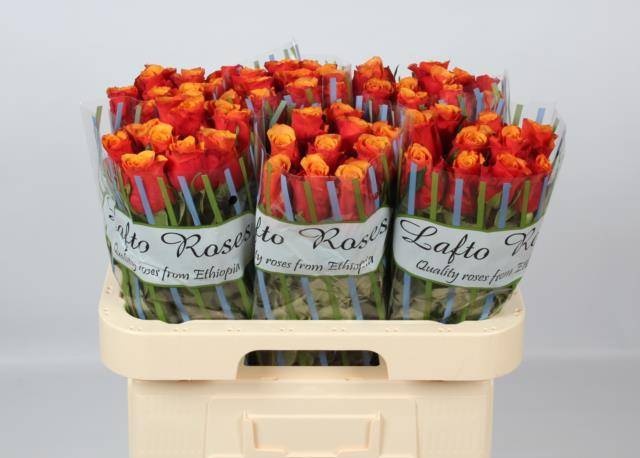 Роза од. Испания 60, шт.