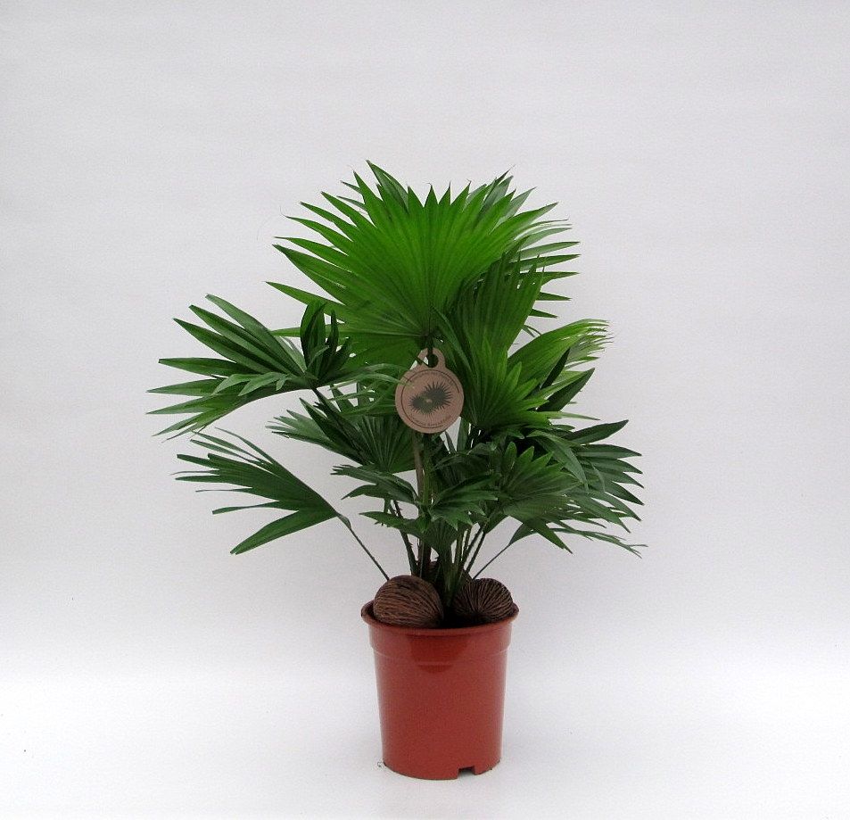 Livistona met 3 kadulnoten, D 17