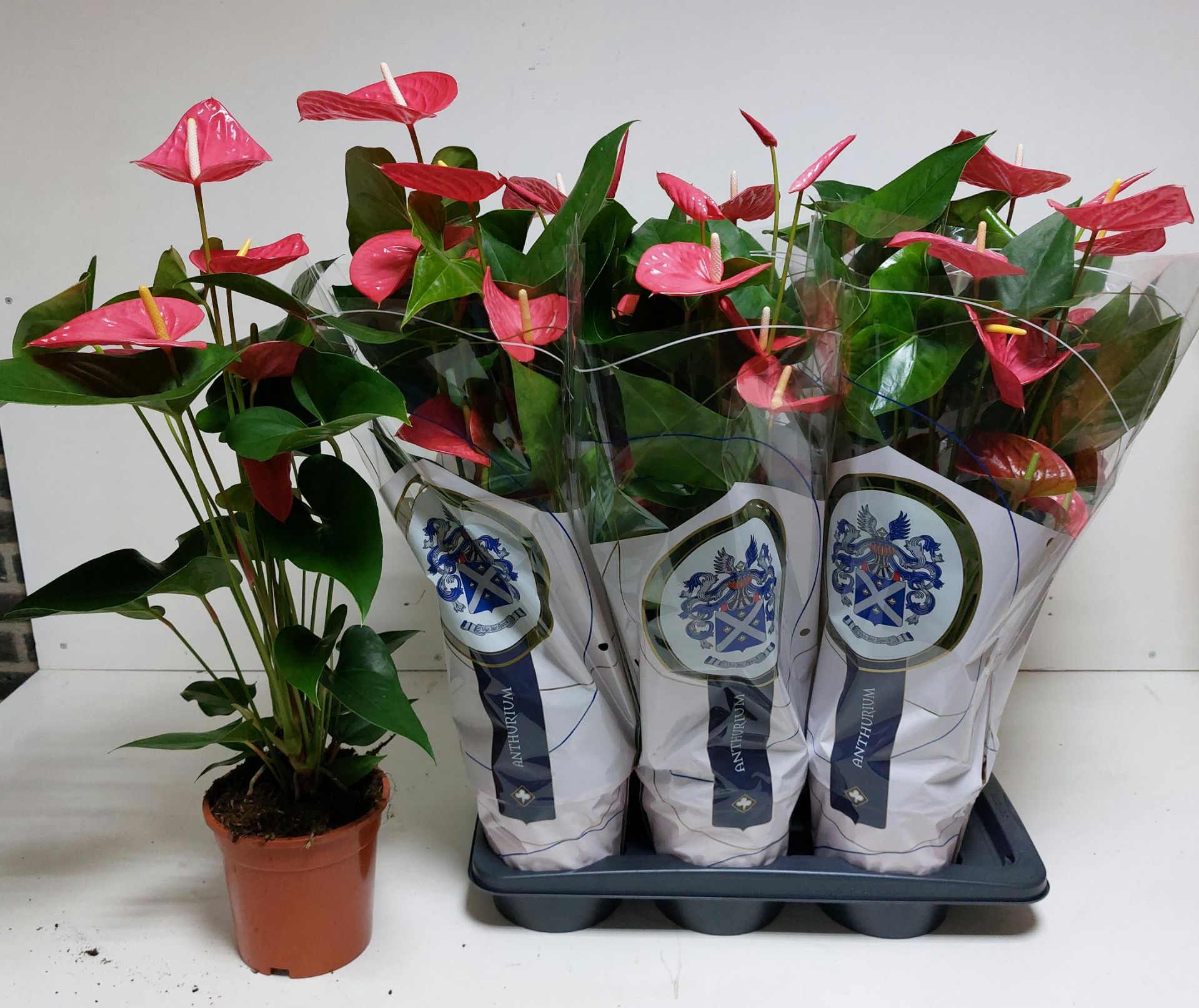 ANTHU AN MAINE 70 cm 7 Bloem, D 17