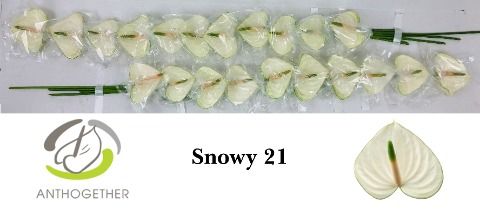 Антуриум Сноуи x21, шт.