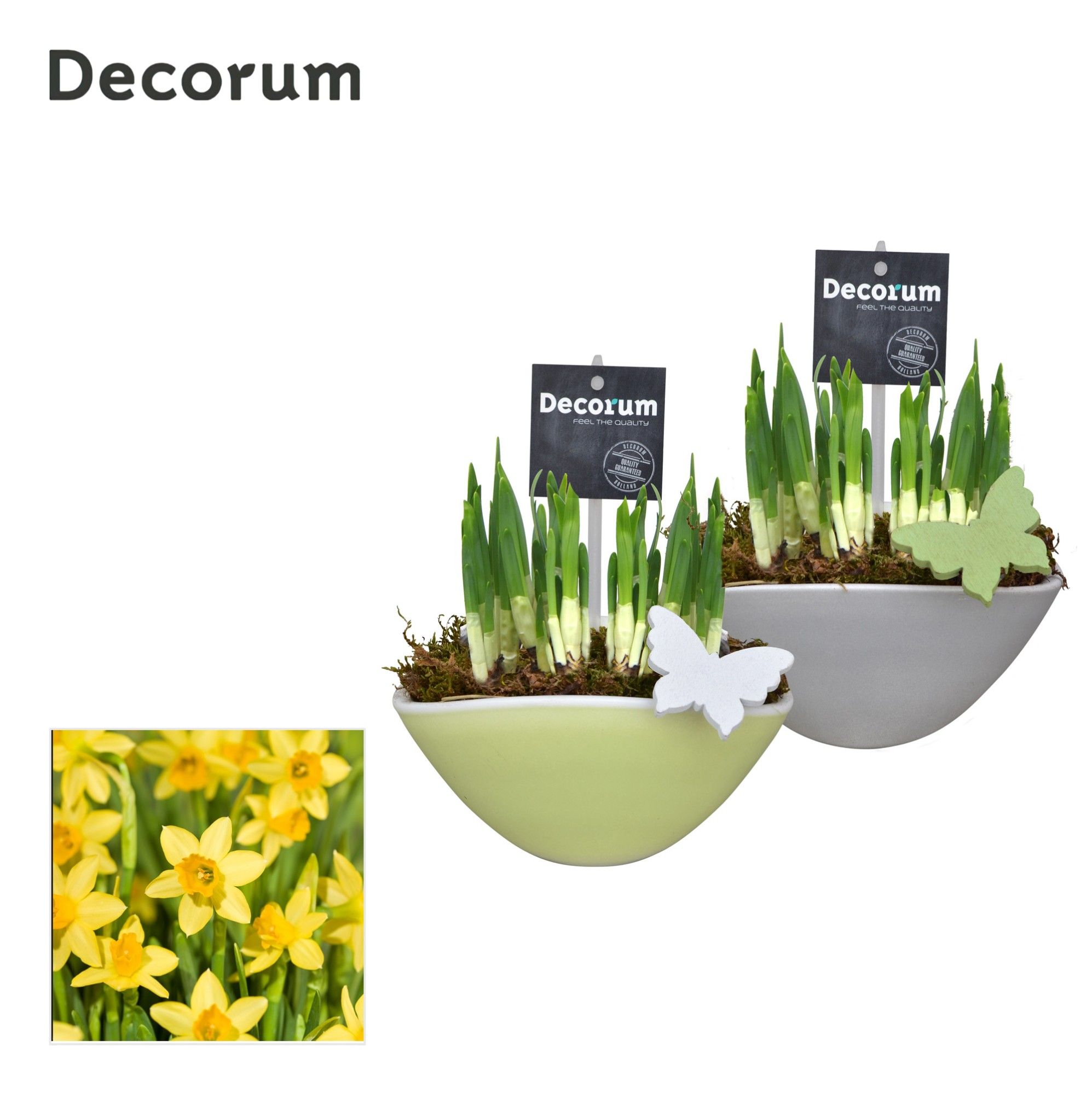 Narcis Lynn HL17343N, D 16