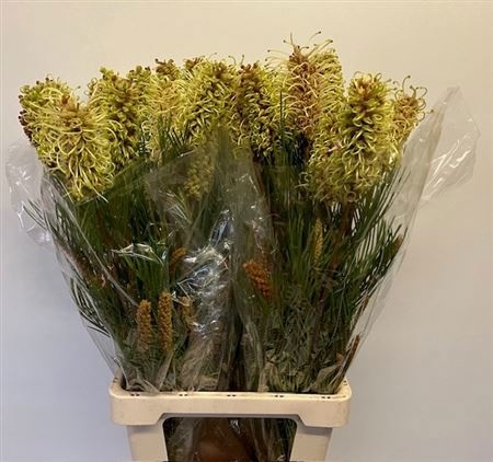 Гревиллея Спайдермен 80, шт.