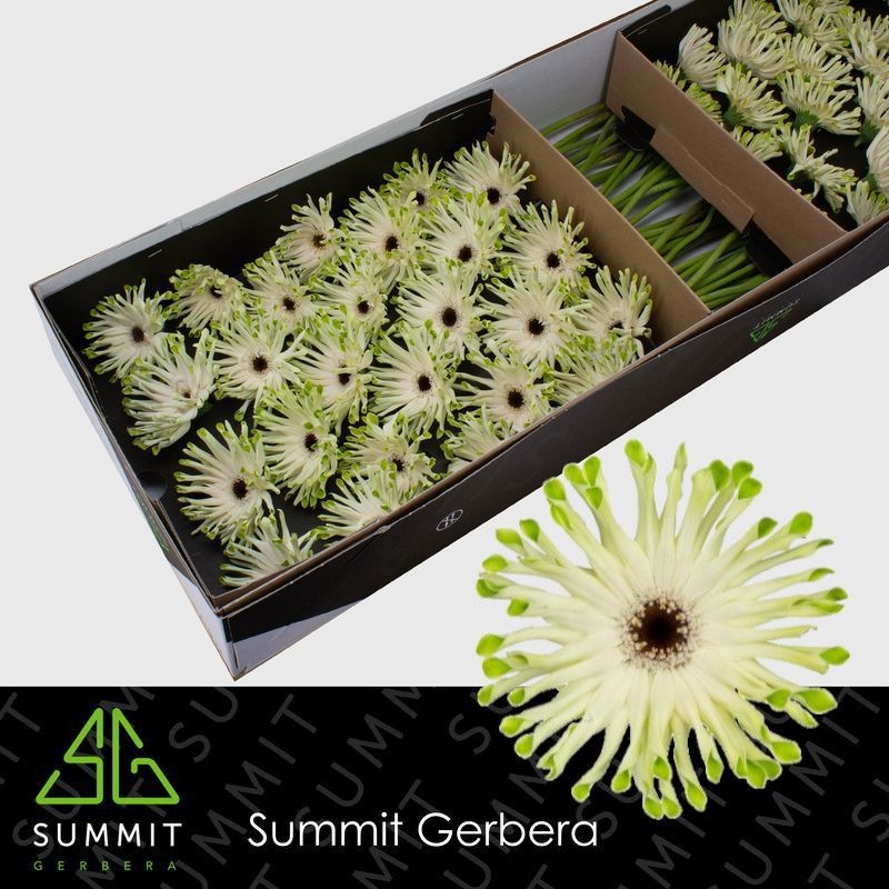 Гербера Пастини Арона, шт.