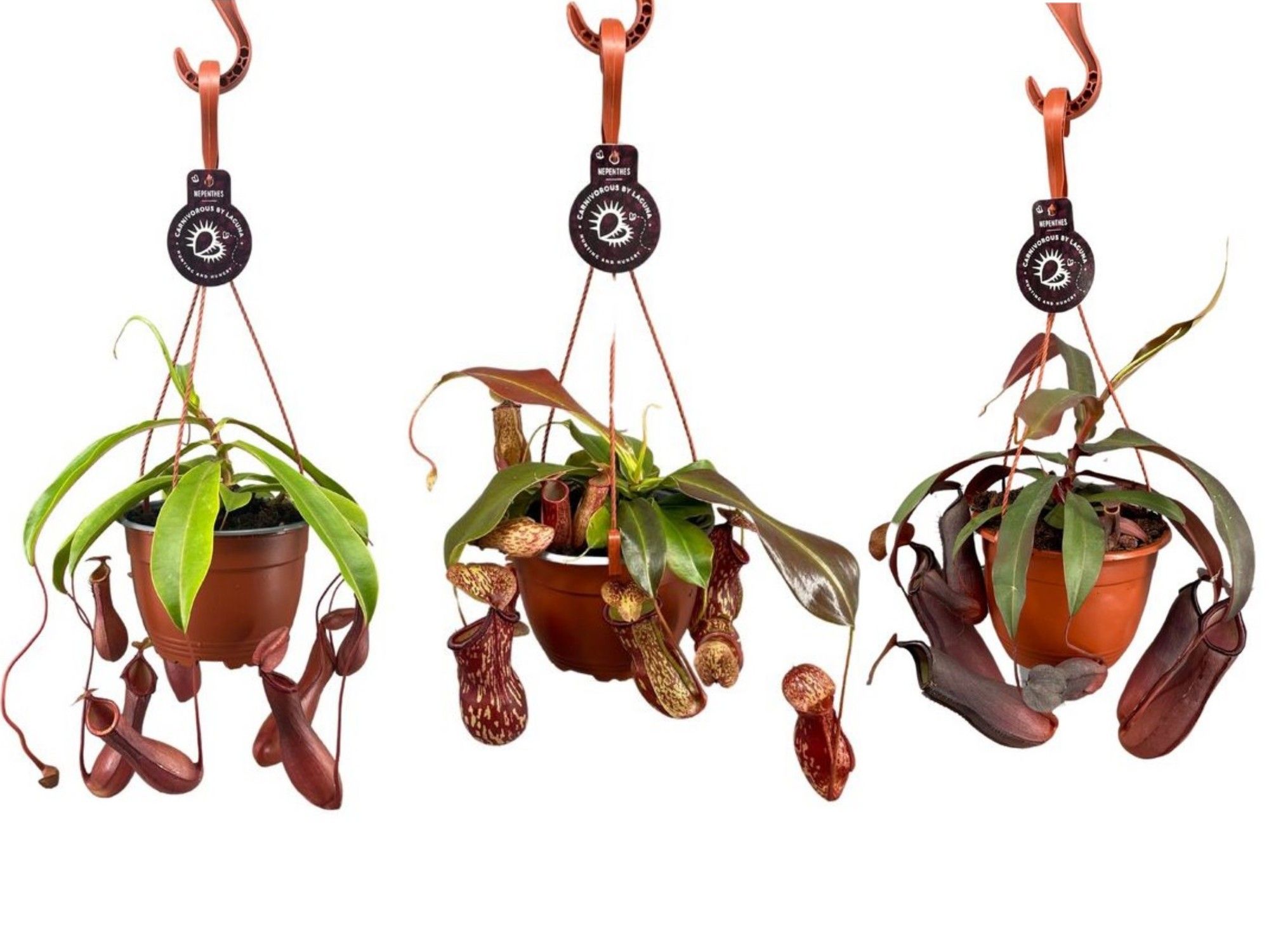 Nepenthes mix 14 cm in hangpot, D 14