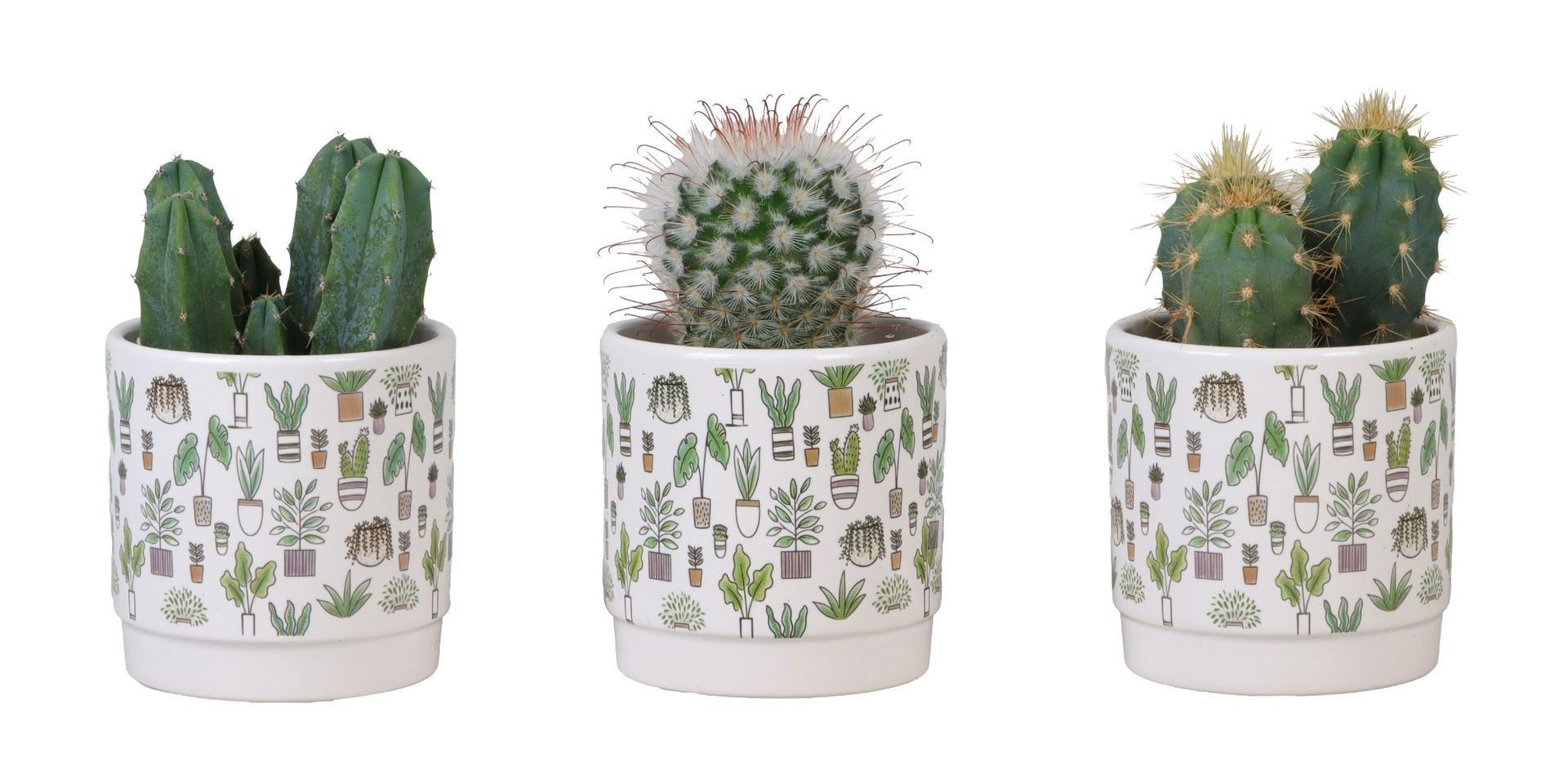 L 66289 Cactus Mix 6 cm, D 6