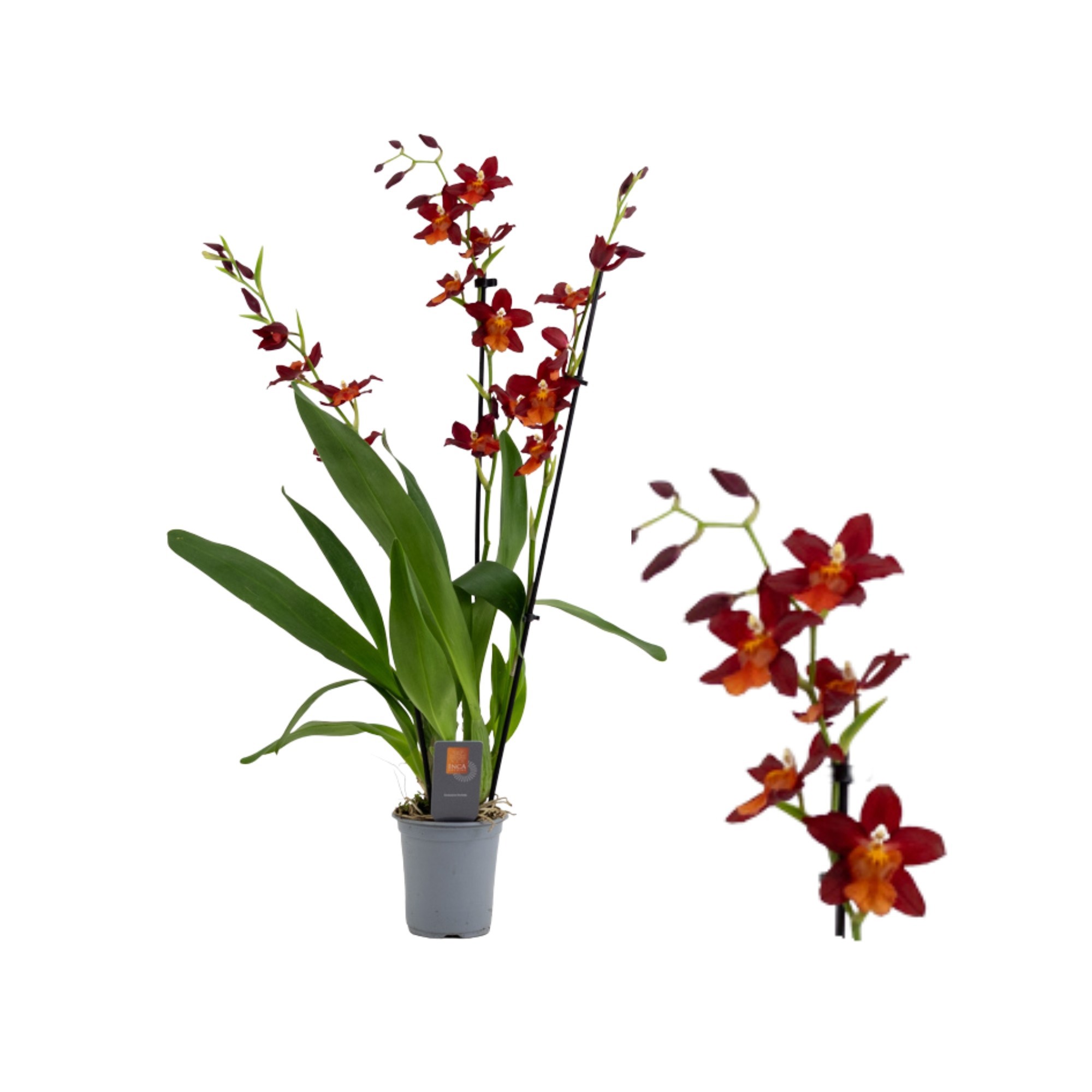 Inca Cambria Fire Alarm 3+ spike 9cm, D 9