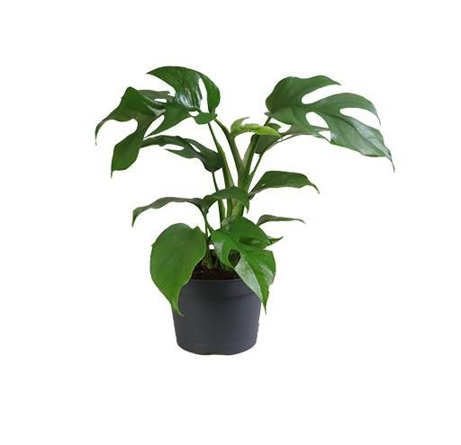 PHILODENDRON-HYBRID 600740 Minima, D 11 cm