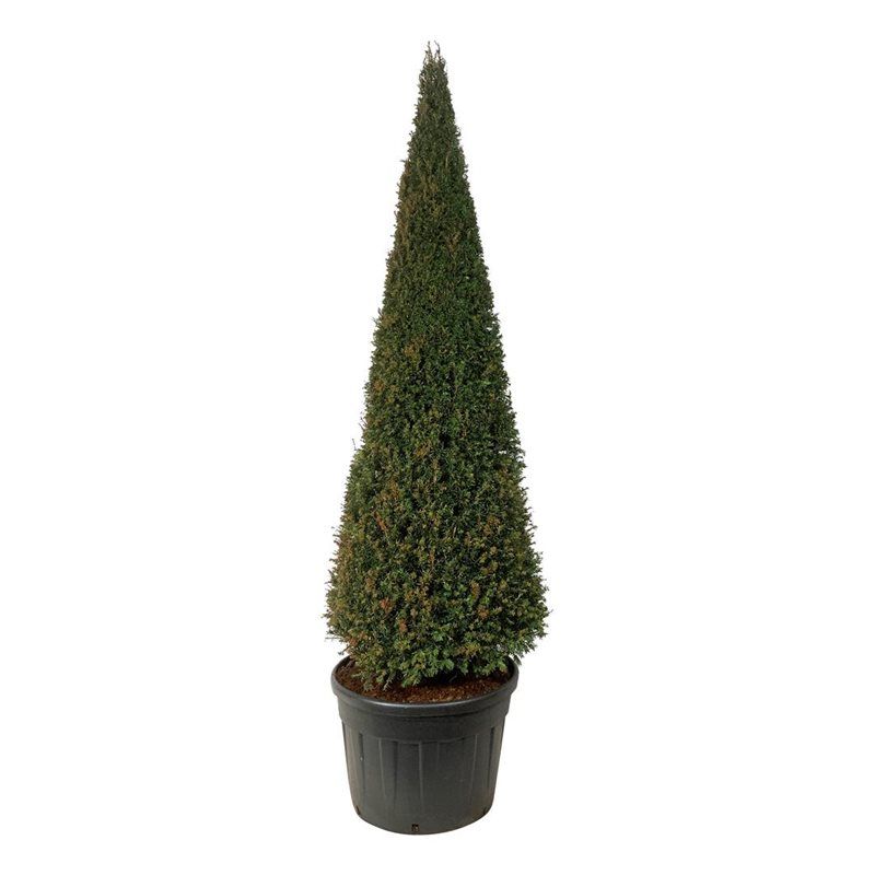 Taxus baccata, D 70