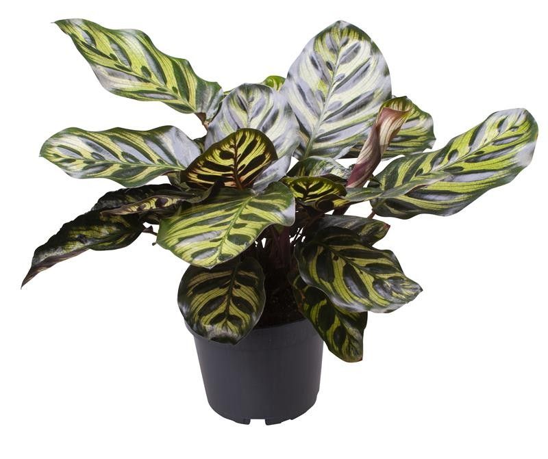 CALATHEA MAKOYANA, D 12